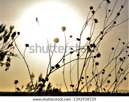 Similar – Image, Stock Photo in the evening…