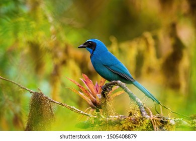 Cyanolyca turcosa or Turquoise jay The bird is perched on the branch nice natural environment of wildlife
