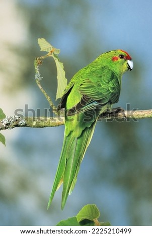 Cyanoramphus novaezelandiae - Red-crowned Parakeet