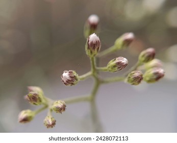 Cyanthillium cinereum buds. It is an erect herb, 20 to 80 cm high, slightly branched and covered with fine gray hairs.