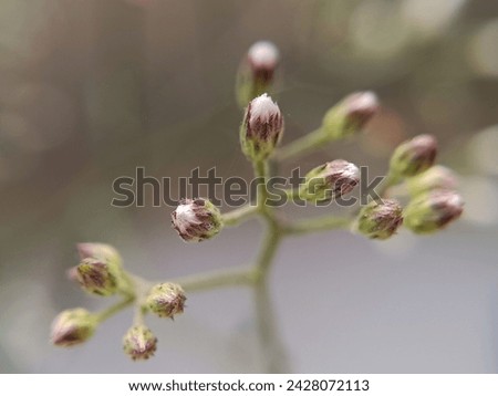 Cyanthillium cinereum buds. It is an erect herb, 20 to 80 cm high, slightly branched and covered with fine gray hairs.