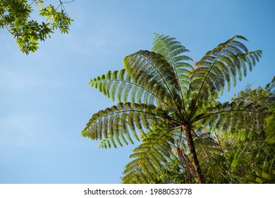 Cyathea lepifera fern plant with isolate blur sky background. Cyathea lepifera fern also categorize in New Zealand Silver Fern