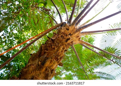 Cyathea Lepifera, The Pot Brush Tree, Is A Tree Fern That Grows In The Mountains Of East And Southeast Asia, Which Can Grow Up To 20 Feet Tall.