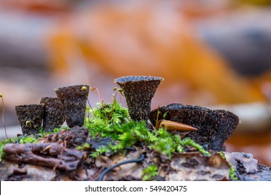 Cyathus Is A Genus Of Fungi