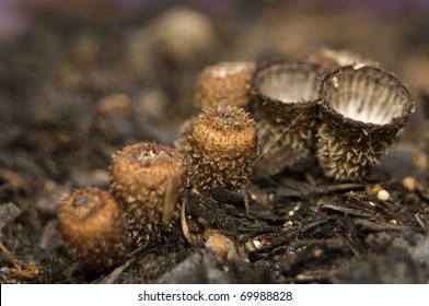 Cyathus Striatus