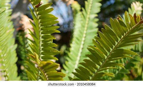 Cycad Fern Leaves Forest California Usa Stock Photo (Edit Now) 2010458084