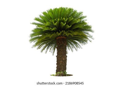 15,424 Cycad palm Images, Stock Photos & Vectors | Shutterstock