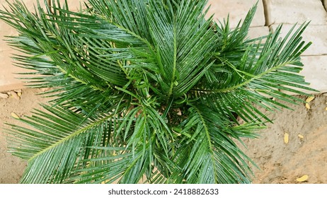 Cycad Plant. Cycas Plant. Fresh green cycad plants in the garden. sago palm, king sago. Ancient Cycad plant or Sago Palm Green Leaves background, Cycad Green Leaves green leaf tree. - Powered by Shutterstock