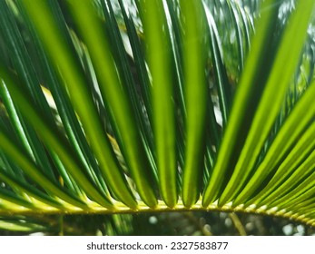 Cycads ˈsaɪkædz are seed plants that typically have a stout and woody (ligneous) trunk with a crown of large, hard, stiff, evergreen and (usually) pinnate ... - Shutterstock ID 2327583877