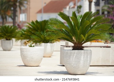 Cycas Images, Stock Photos & Vectors | Shutterstock