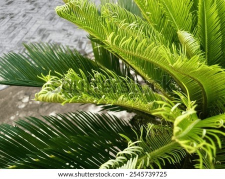 Cycas Palm Tree Leaves Pattern for Nature Background.
