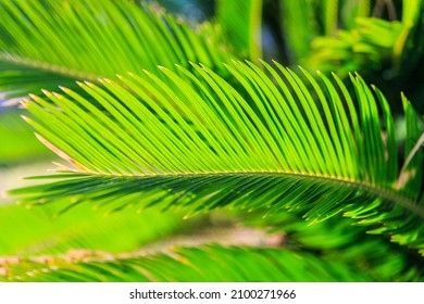 Cycas Revoluta Sago Palm Frond Close Up Enlightened By The Sun.