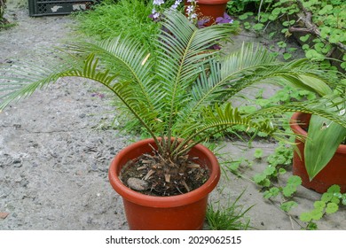 Cycas Revoluta Or Sago Palm Growing In A Pot. Indoor Plants Outdoors Outside In Summer Season