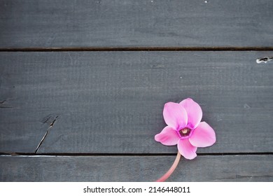 Cyclamen flower on black shabby wooden background. One flower with five petals, Stem without leaves. Copy space. Beautiful floral card with cyclamen. Rustic pastoral style, french provence
