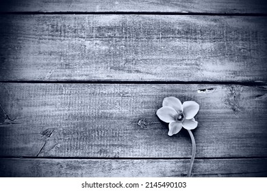 Cyclamen flower on a black wooden background. One flower with five petals, Copy space. Floral card with cyclamen. Rustic pastoral style. Black and white monochrome. With regret. Sorry postcard.