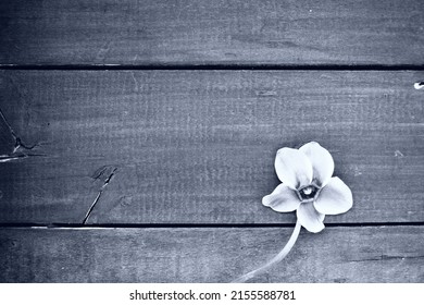 Cyclamen flower on a black wooden background. One flower with five petals, Copy space. Floral card with cyclamen. Rustic pastoral style. Black and white monochrome. With regret. Sorry postcard.
