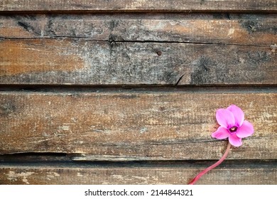 Cyclamen flower side view on shabby wooden background. One flower with five petals, Stem without leaves. Copy space. Beautiful floral card with cyclamen. Rustic pastoral style, french provence