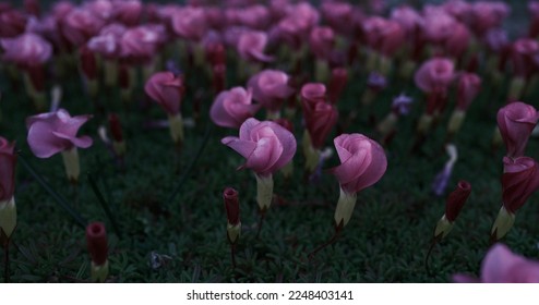 Cyclamen flowers beginning to bloom densely in the shade - Shutterstock ID 2248403141