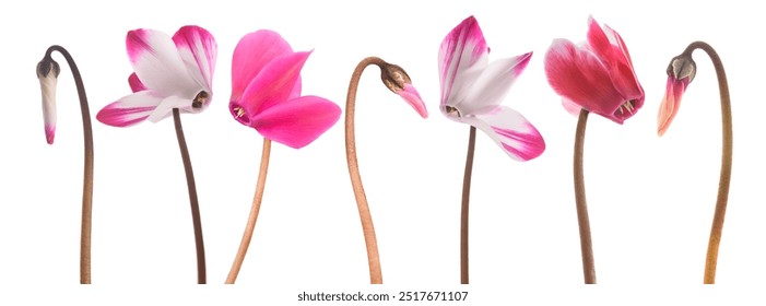 Cyclamen flowers and buds isolated on white - Powered by Shutterstock