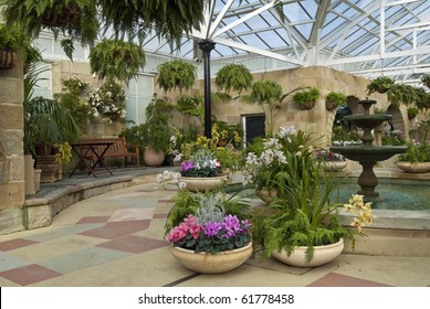 Cyclamen Pots In Indoor Garden Room