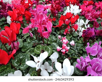 Cyclamens in garden. Colored blooming Cyclamens. Close up picture of a Cyclamen flower. - Powered by Shutterstock