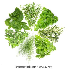 Cycle and benefits of herbs with holy basil , basil ,rosemary, oregano, sage, parsley ,thyme and mint a lot of vitamin. It is inserted in every lifestyle. Presentation session on white background.