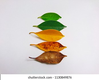 212,028 Changing leaves Images, Stock Photos & Vectors | Shutterstock