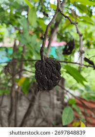 The cycle of nature, physiological changes of fruit deterioration and drying, which may be caused by drought, plant diseases or natural neglect.