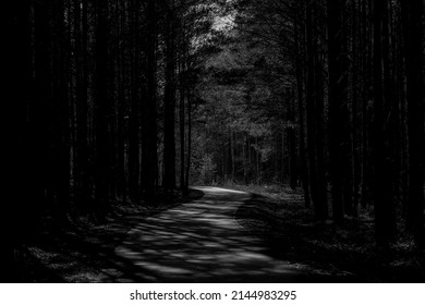 Cycle path in spring in a pine forest, light and shade,black and white - Powered by Shutterstock