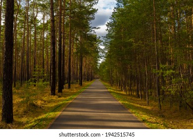 Cycle path in spring in the state of Brandenburg in Germany,left and right old pine forest