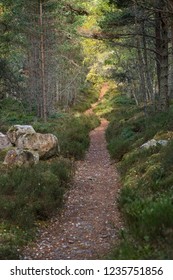 Cycle Path Through Abernethy Caledonian Forest In Scotland.