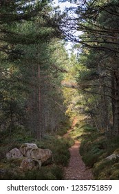 Cycle Path Through Abernethy Caledonian Forest In Scotland.