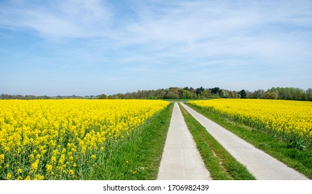 cycle path through the beautiful yellow rapeseed fields in Flemish Brabant, Belgium