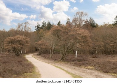 Cycle path through the heathland and flowering Amelanchier trees in the Goois Nature Reserve Zuiderheide.
