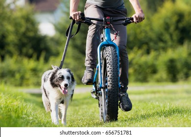 16,016 Biking Dog Images, Stock Photos & Vectors 