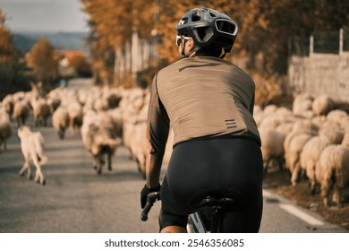 Cyclist on a scenic road encounters a flock of sheep. Autumnal landscape. Peaceful rural scene. Perfect for travel, adventure, and sports themes. Romania. Carpathian Mountains. Transylvania - Powered by Shutterstock