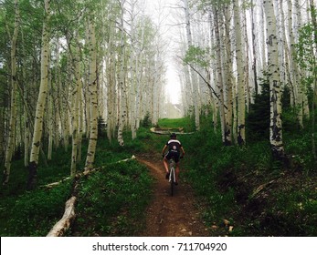 Cyclist Pedals A Mountain Bike Down A Single Track Trail Through A Grove Of Aspen Trees In Park City, Utah. 