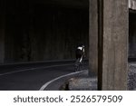 A cyclist rides through a tunnel on a winding road. The concrete pillars create a sense of depth and mystery, with the cyclist appearing small in the distance. Cycling hobby. Man cyclist 