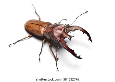 Cyclommatus Lunifer
Stagbeetle Lucanidae