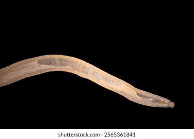 Cyctacanth stage (Acanthocephala) fish cestode larva (Trianchoratus sp.) in Channa striata under the microscope in Lab.