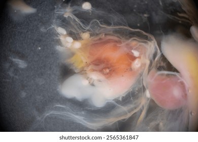 Cyctacanth stage (Acanthocephala) fish cestode larva (Trianchoratus sp.) in Channa striata under the microscope in Lab.