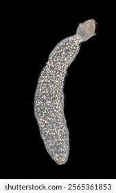 Cyctacanth stage (Acanthocephala) fish cestode larva (Trianchoratus sp.) in Channa striata under the microscope in Lab.