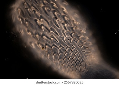 Cyctacanth stage (Acanthocephala) fish cestode larva (Trianchoratus sp.) in Channa striata under the microscope in Lab.