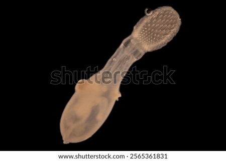 Cyctacanth stage (Acanthocephala) fish cestode larva (Trianchoratus sp.) in Channa striata under the microscope in Lab.