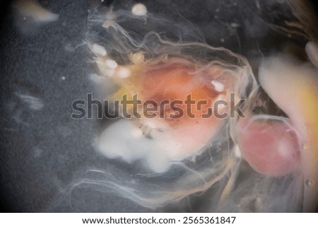 Cyctacanth stage (Acanthocephala) fish cestode larva (Trianchoratus sp.) in Channa striata under the microscope in Lab.