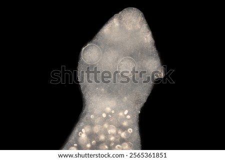 Cyctacanth stage (Acanthocephala) fish cestode larva (Trianchoratus sp.) in Channa striata under the microscope in Lab.