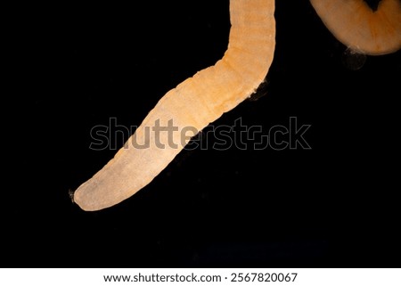 Cyctacanth stage (Acanthocephala) fish cestode larva (Trianchoratus sp.) in Channa striata under the microscope in Lab.