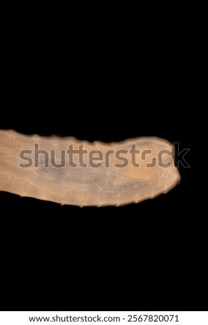 Cyctacanth stage (Acanthocephala) fish cestode larva (Trianchoratus sp.) in Channa striata under the microscope in Lab.