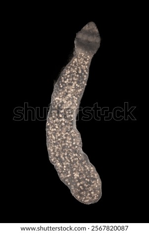 Cyctacanth stage (Acanthocephala) fish cestode larva (Trianchoratus sp.) in Channa striata under the microscope in Lab.