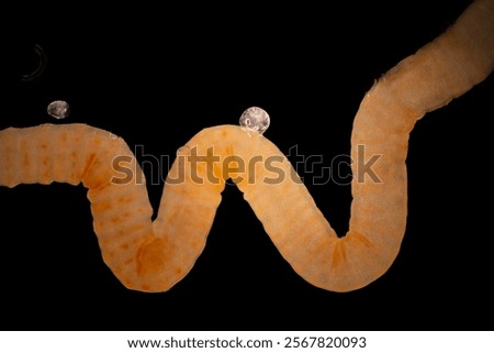 Cyctacanth stage (Acanthocephala) fish cestode larva (Trianchoratus sp.) in Channa striata under the microscope in Lab.